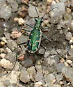 Aridland Tiger Beetle - photo 4