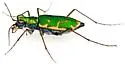 Aridland Tiger Beetle - photo 5