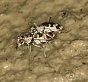 Nevada Tiger Beetle - Ellipsoptera nevadica