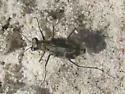Nevada Tiger Beetle - photo 2