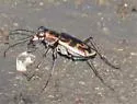 Nevada Tiger Beetle - photo 3