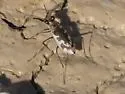 Nevada Tiger Beetle - photo 4