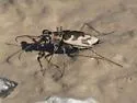 Nevada Tiger Beetle - photo 5