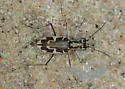 Puritan Tiger Beetle - photo 2