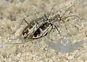 Puritan Tiger Beetle - photo 3