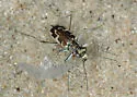 Puritan Tiger Beetle - photo 4