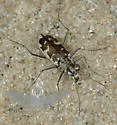 Puritan Tiger Beetle - photo 5