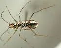 Rio Grande Tiger Beetle - photo 2