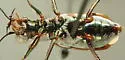 Rio Grande Tiger Beetle - photo 4