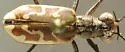 Rio Grande Tiger Beetle - photo 5