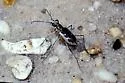 White Sand Tiger Beetle - Ellipsoptera wapleri
