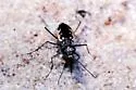 White Sand Tiger Beetle - photo 2