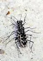 White Sand Tiger Beetle - photo 3