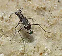 White Sand Tiger Beetle - photo 4