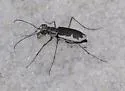 White Sand Tiger Beetle - photo 5