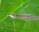 Ellipteroides slossonae