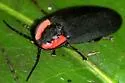 California Glowworm - photo 3