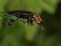 California Glowworm - photo 4
