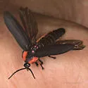 California Glowworm - photo 5
