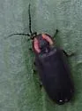 Ellychnia captiosa