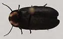 Ellychnia captiosa - photo 2