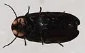 Ellychnia captiosa - photo 3