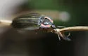 Winter Firefly