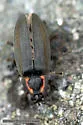 Winter Firefly - photo 2