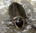 Winter Firefly - photo 3