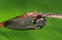 Winter Firefly - photo 4