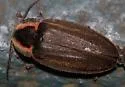 Winter Firefly - photo 5