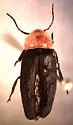 Ellychnia flavicollis