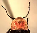 Ellychnia flavicollis - photo 2