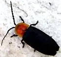 Ellychnia flavicollis - photo 3