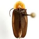 Ellychnia flavicollis - photo 4