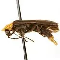 Ellychnia flavicollis - photo 5