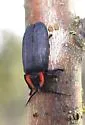 Ellychnia greeni