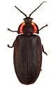 Ellychnia irrorata - Ellychnia irrorata