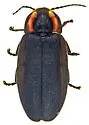 Ellychnia irrorata - photo 3