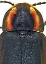 Ellychnia irrorata - photo 4