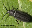 Ellychnia simplex - photo 2