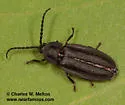 Ellychnia simplex - photo 3
