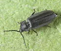 Ellychnia simplex - photo 4