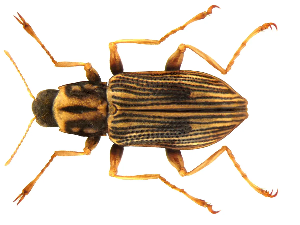 Riffle Beetles - photo 3