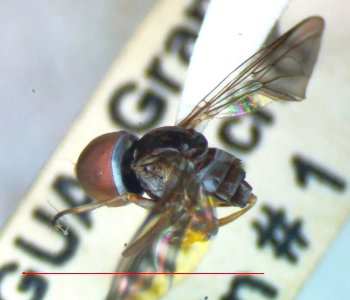 Elmohardyia nicaraguensis - photo 3