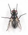 Eloceria nigra - photo 2
