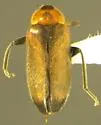 Elodes apicalis