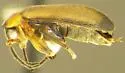 Elodes apicalis - photo 2