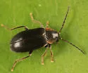 Elodes maculicollis
