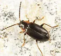Elodes maculicollis - photo 2